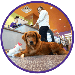 Golden Retriever laying on the floor of a Dog Grooming Franchise, Wag N Wash 