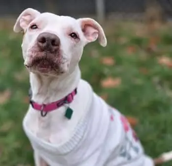 Regina, a rescue dog sponsored by Pet Supplies Plus